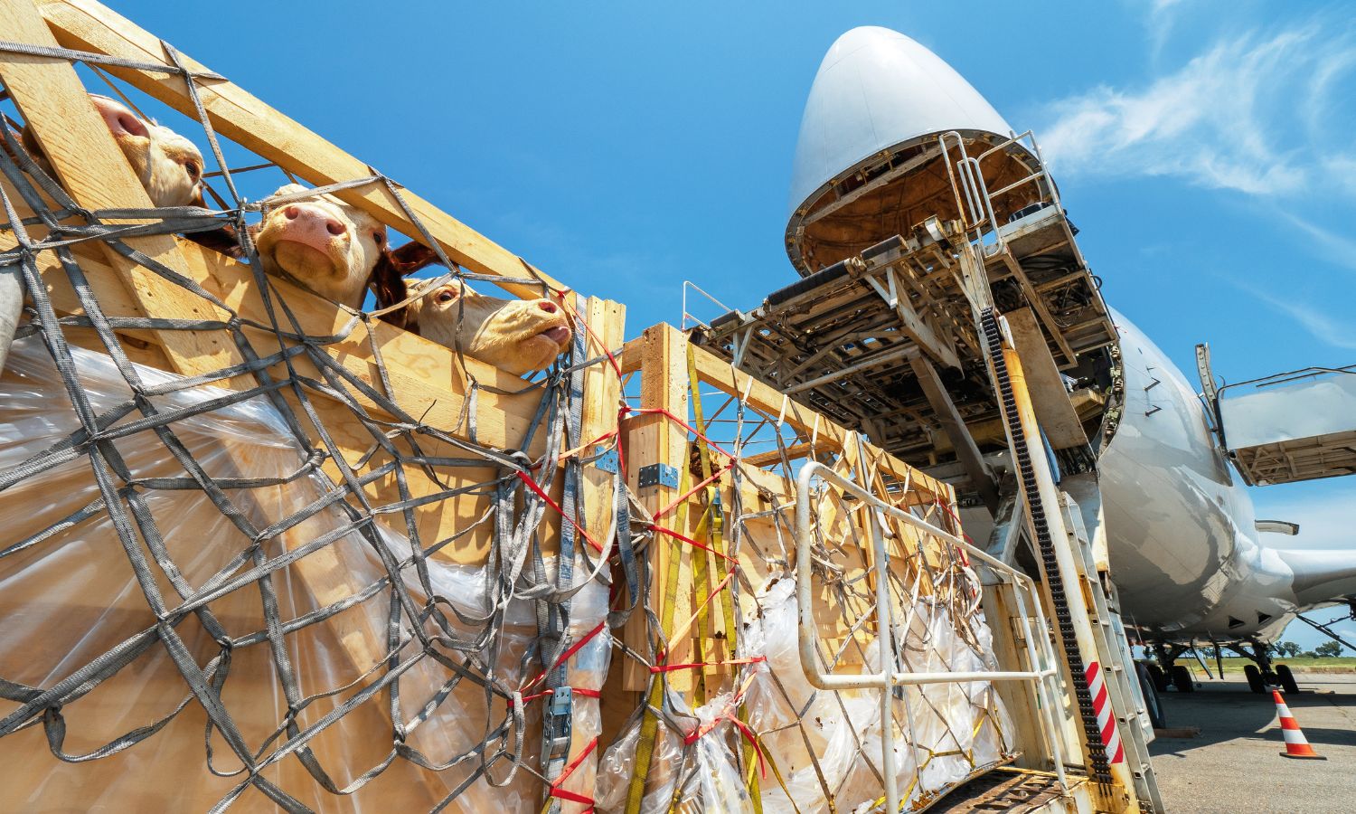 Carga sobredimensionada en avión